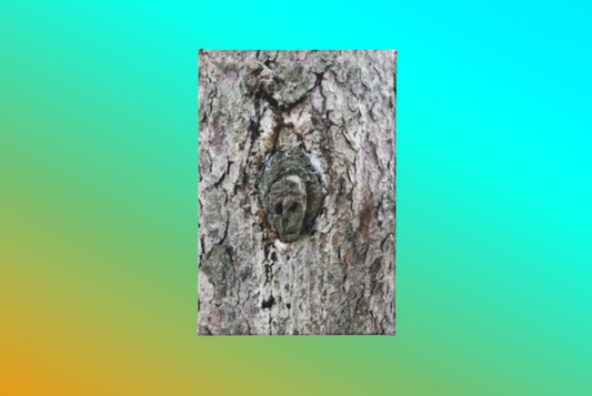 FACE IN THE TREE